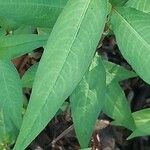 Persicaria odorata Blad