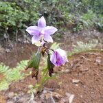 Spathoglottis plicataFleur