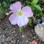 Oenothera tetraptera Flower
