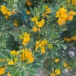 Medicago arboreaКвітка