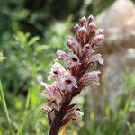 Orobanche crenata Flor