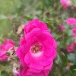 Rosa gallica Flors