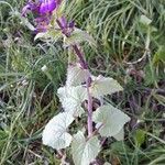 Lunaria annuaফুল