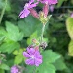 Silene dioica Агульны выгляд