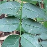 Zanthoxylum piperitum Leaf