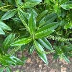 Veronica salicifolia Fulla