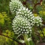 Eryngium yuccifolium Květ