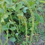 Itea ilicifolia Агульны выгляд