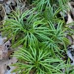 Lycopodium digitatum Lehti