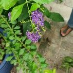 Duranta erectaFlower