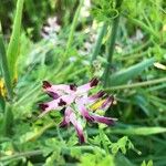 Fumaria muralis Fiore