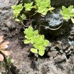 Aeonium goochiae Hoja