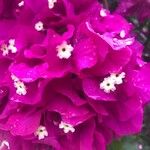 Bougainvillea spp. Blomma