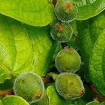 Ficus coronata Fruit