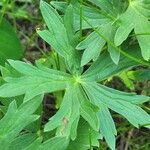 Geranium viscosissimum Lehti