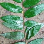 Xylopia aethiopica Leaf