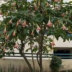 Brugmansia sanguineaফুল