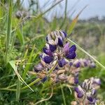 Lupinus variicolor ᱵᱟᱦᱟ