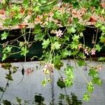 Pelargonium peltatum Blad