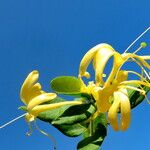 Lonicera acuminata फूल