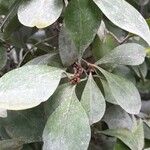 Brunfelsia undulata Frunză