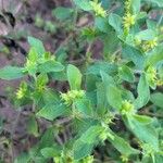 Acanthospermum hispidum Leaf