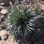 Echium wildpretii Blad