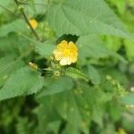 Sida cordata Floare