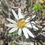 Mutisia hamata Flower