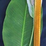 Spathiphyllum montanum Diğer