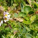 Euphrasia alpinaফুল