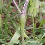 Chaerophyllum temulum Kôra