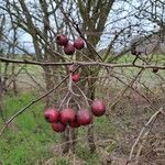 Crataegus laciniata Fruto