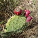 Opuntia ficus-indicaFoglia