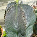 Astrophytum myriostigma Habitus