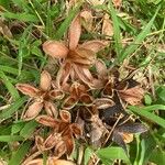 Cedrela odorata Frucht