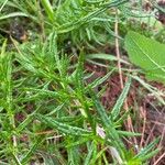 Trichostema lanatum Hoja