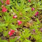 Impatiens balsaminaFulla