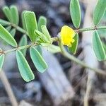 Hippocrepis biflora Flower