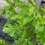 Clethra alnifolia Φύλλο