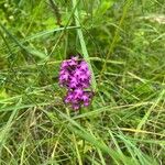 Anacamptis pyramidalisFloare