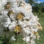 Lagerstroemia indicaFlower