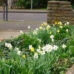 Narcissus × incomparabilis Habit