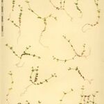 Galium minutulum Otro