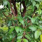 Syzygium paniculatum Характер