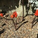 Arum concinnatum Fruit