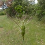 Aegilops geniculata Ffrwyth