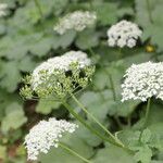 Heracleum alpinum अन्य