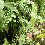 Adiantum poiretii 叶