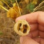 Echinocystis lobata Fruit